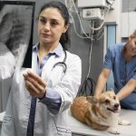 diagnozowanie zwierzat za pomoc radiologii