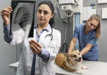 diagnozowanie zwierzat za pomoc radiologii